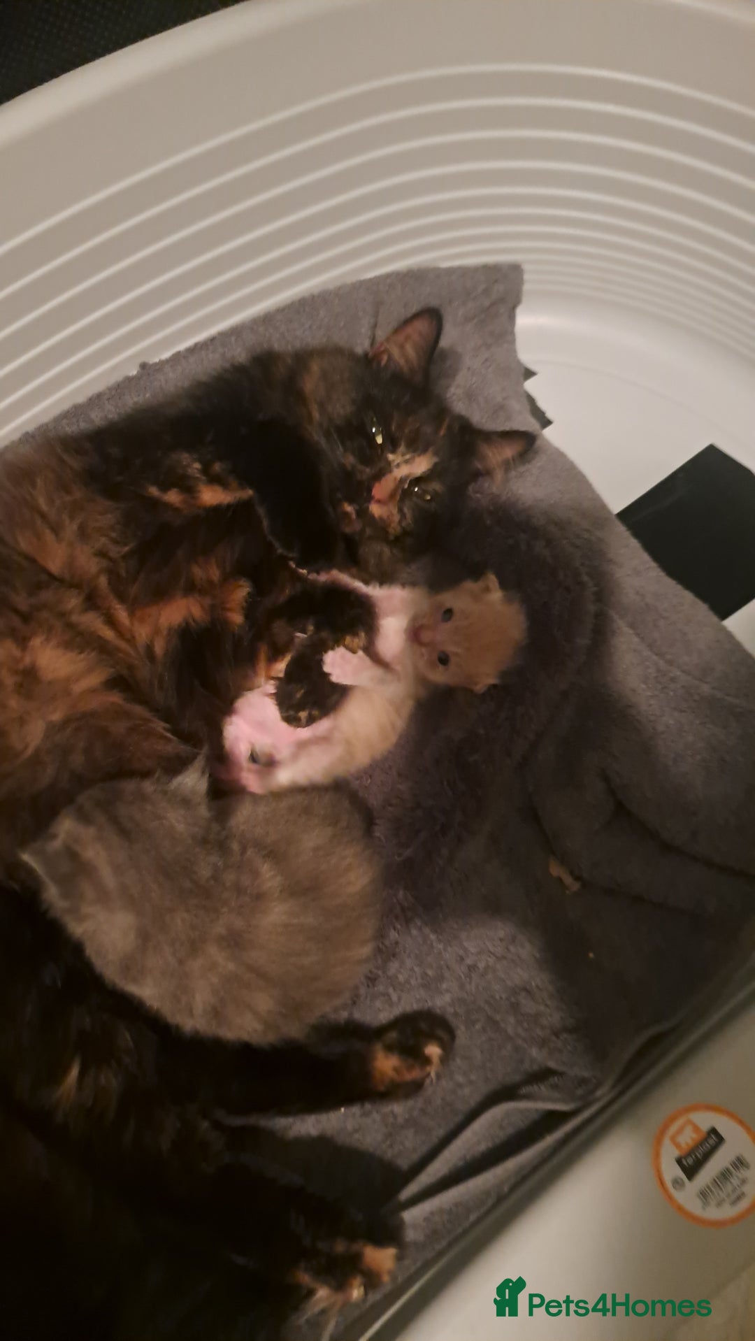 Maine Coon cats for sale: Maine Coon Kittens for sale - Image 3