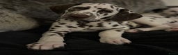 Dalmatian dogs for sale: Stunning mixed litter of Dalmatians  - Advert 32