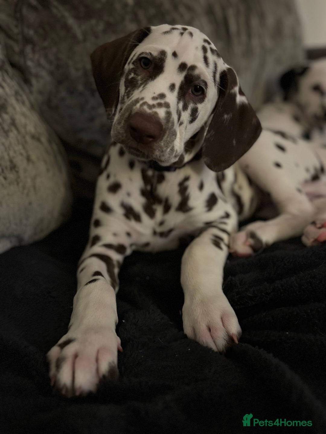 Dalmatian dogs for sale: Stunning mixed litter of Dalmatians  - Advert 32
