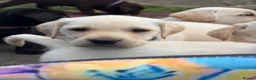 Labrador Retriever dogs for sale: ✨beautiful chunky pedigree Labradors✨ - Advert 11
