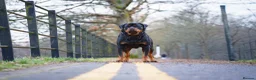 Rottweiler dogs for stud: KC Registered Health Tested Rottweiler Stud - Advert 5