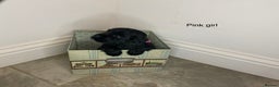 Cocker Spaniel dogs for sale: Hereditary clear working cock spaniels - Advert 2
