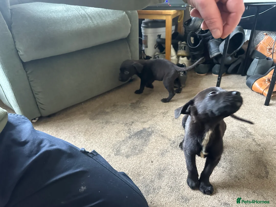 Mixed Breed dogs for sale: Puppies - Advert 18