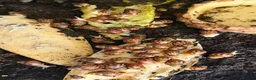 Snails invertebrates for sale: Giant African Land Snails babies - Albino XL snail in Billericay - Advert 2