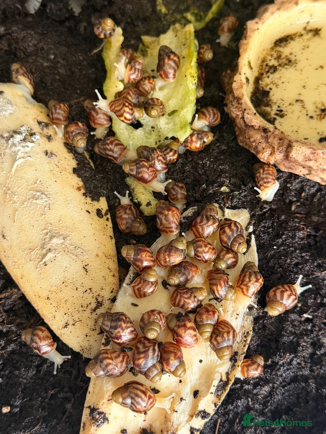 Snails invertebrates for sale: Giant African Land Snails babies - Albino XL snail in Billericay - Advert 2