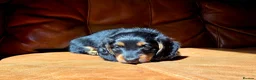 Miniature Dachshund dogs for sale: Stunning Longhaired Mini Dachshund Boys.  - Advert 6