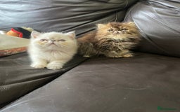 Exotic cats for sale: GCCF REG PKD FREE PEDIGREE EXOTICS - Image 6