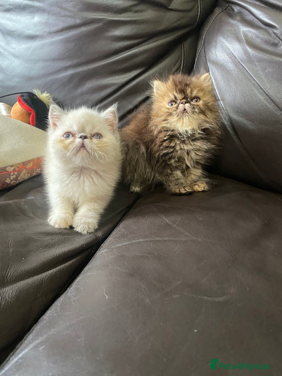 Exotic cats for sale: GCCF REG PKD FREE PEDIGREE EXOTICS - Image 6