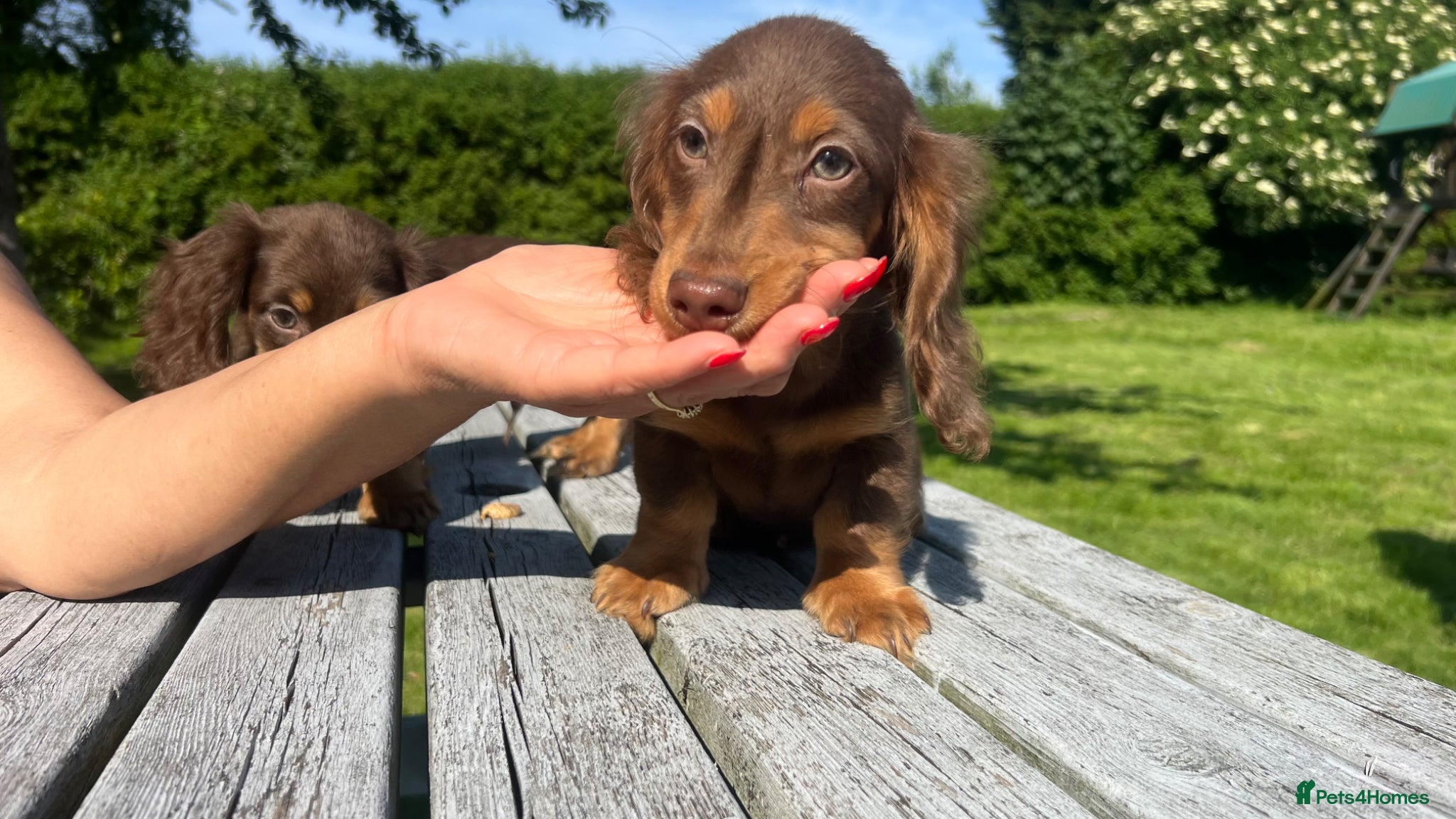Miniature Dachshund dogs Reduced Price - Beautiful Longhair Boys Available - Advert 1