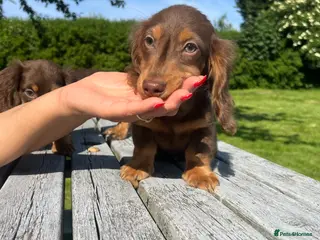 Miniature Dachshund dogs Reduced Price - Beautiful Longhair Boys Available - Advert 1