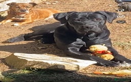Cane Corso dogs for sale: 16 month old corso bitch - Image 5