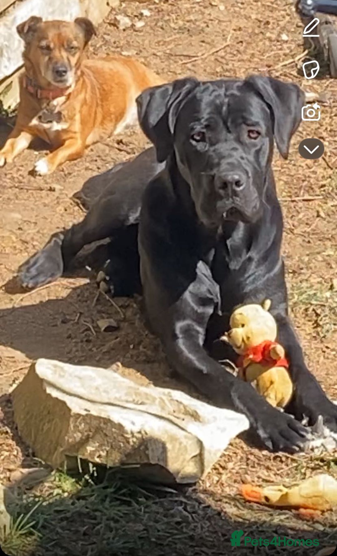 Cane Corso dogs for sale: 16 month old corso bitch - Image 5