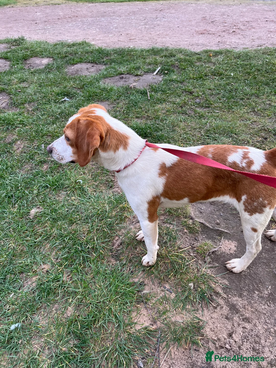 Beagle dogs for stud: Rocko pure beagle stud  in Doncaster - Advert 6