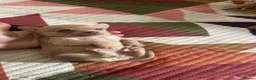 Chihuahua dogs for sale: 3 beautiful Chihuahua puppies  - Advert 5