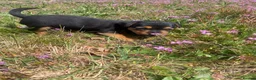 Mixed Breed dogs for sale: Terrier mix x Jack russell - Advert 2
