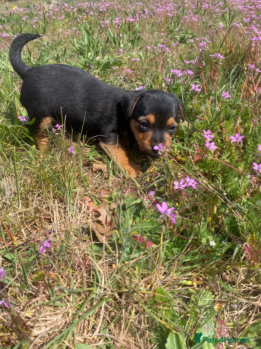 Mixed Breed dogs for sale: Terrier mix x Jack russell - Advert 2