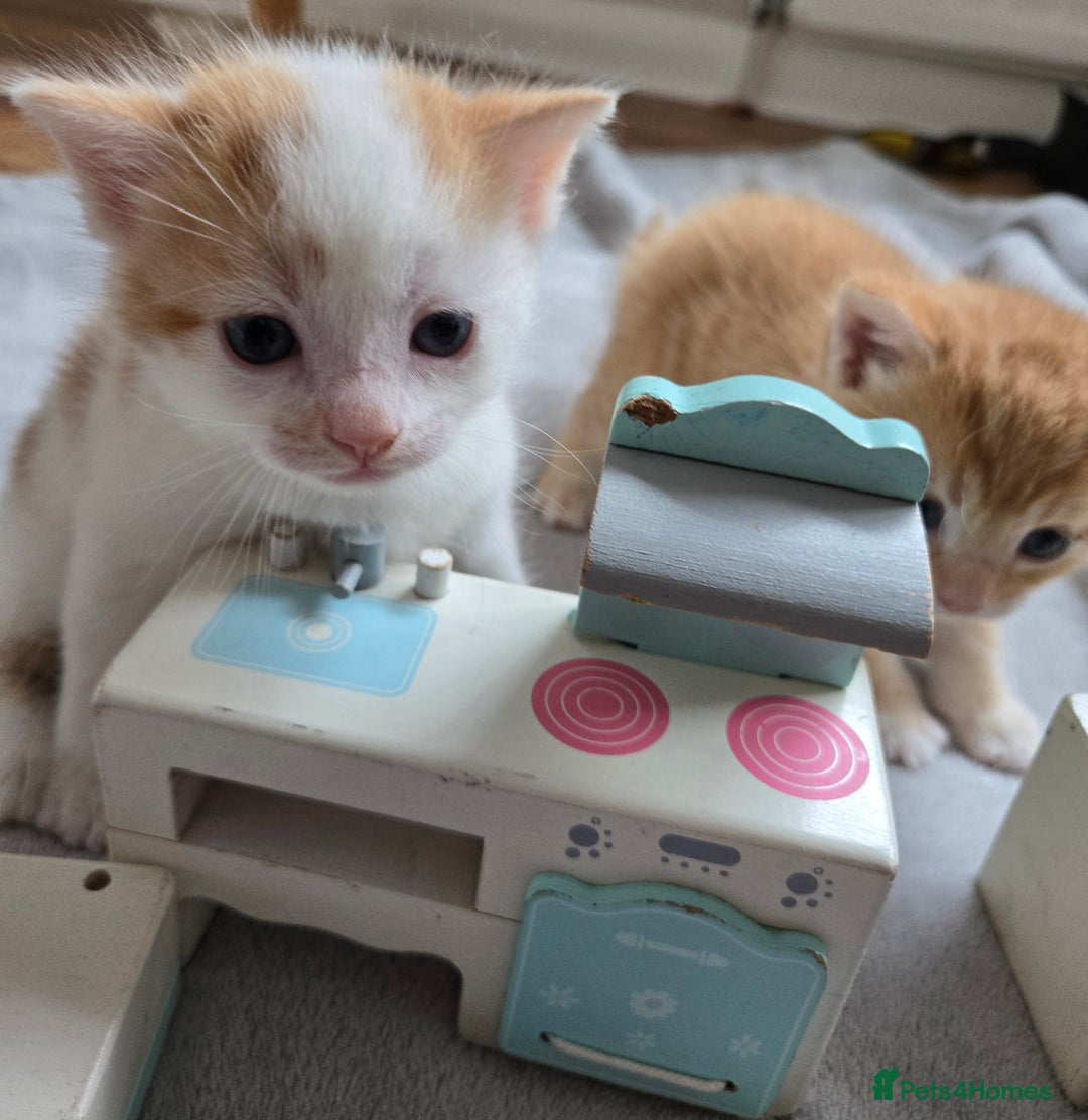 Mixed Breed cats for sale: Beautiful fluffy ginger kittens - Image 20