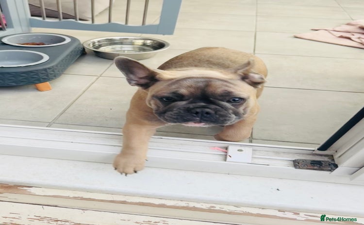 French Bulldog dogs in Sheffield - Advert 8