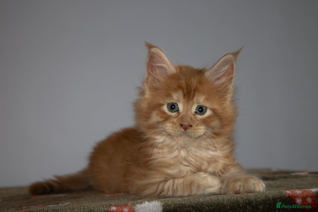 Maine Coon cats for sale: Gorgeous TICA-Registered Maine Coon Kittens! - Advert 15