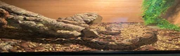 Boa Snake reptiles for sale: Male boa constrictor and 6ft enclosure in Sutton Coldfield - Advert 2