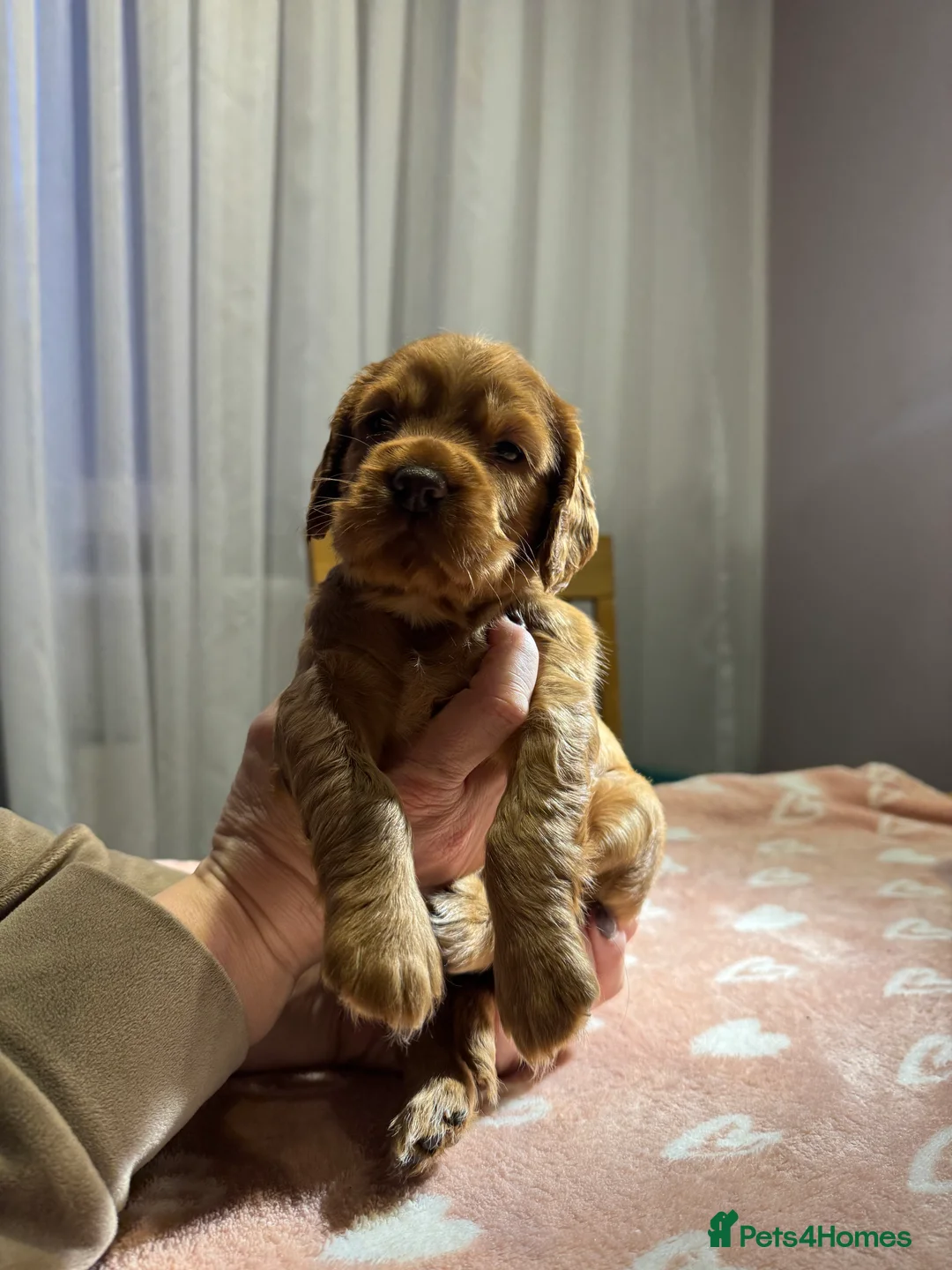 Cocker Spaniel dogs for sale: Adorable cocker spaniel puppies - Advert 25