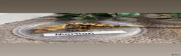 Gecko reptiles for sale: Mixed crested geckos  - Advert 11