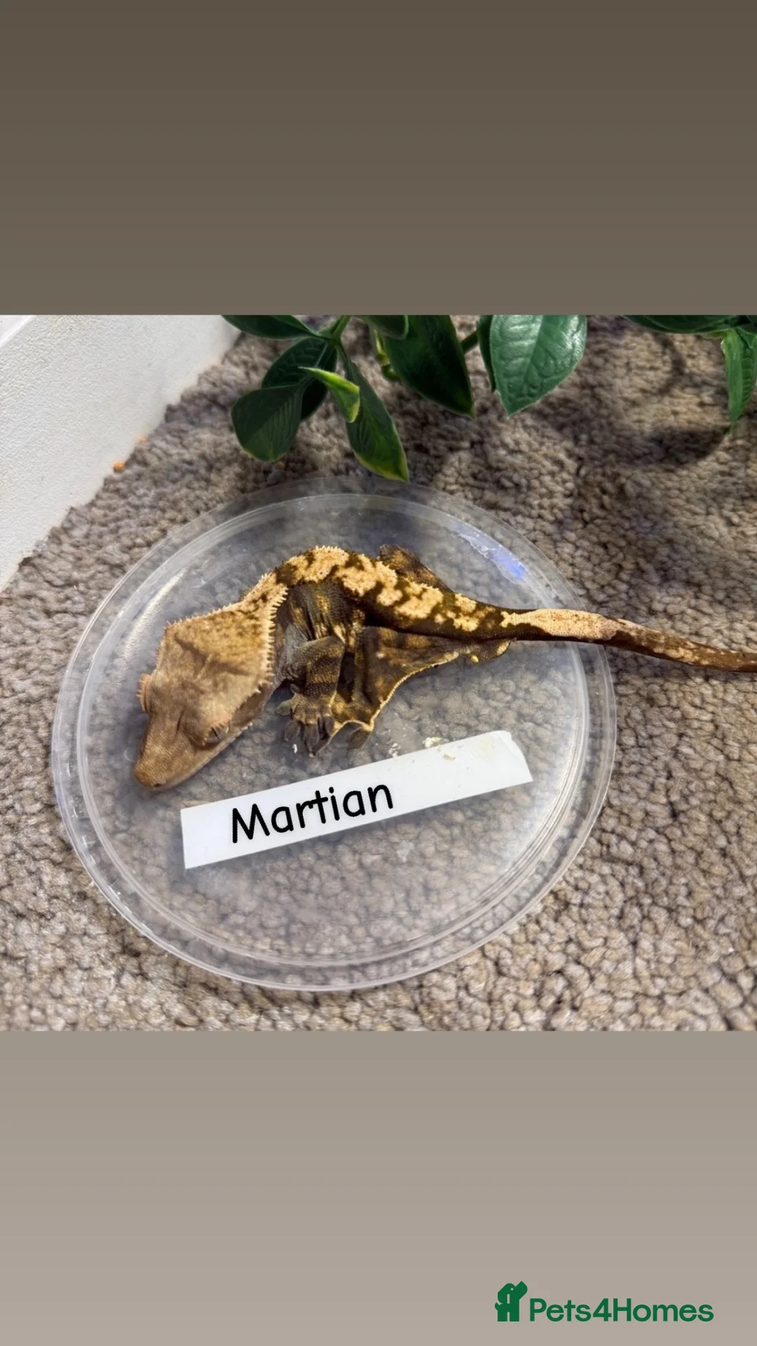 Gecko reptiles for sale: Mixed crested geckos  - Advert 11