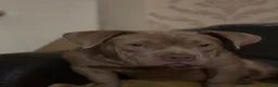American Bully dogs for sale: American pocket bully puppies   in Stourbridge - Advert 3