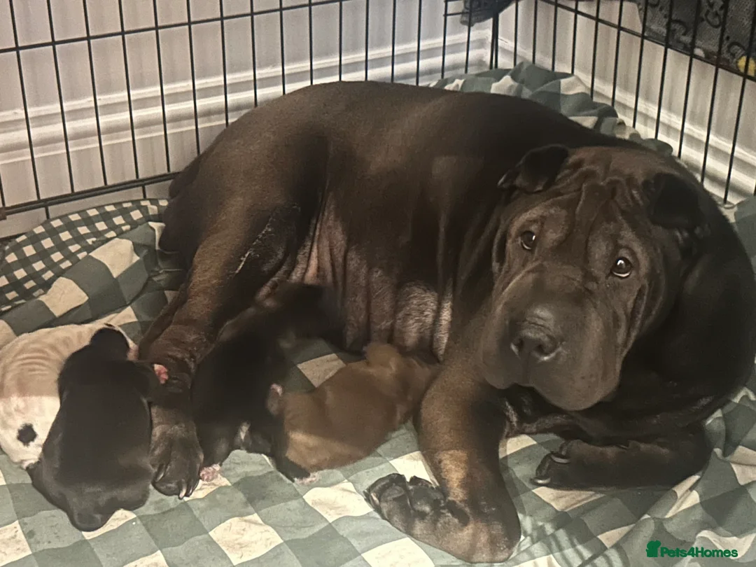 Mixed Breed dogs for sale: Sharpei/Mastiff x Staff - Ready 4 New Homes  - Advert 1