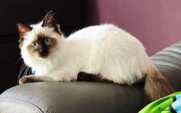 Ragdoll cats for sale: 1 boy/ 1 girl Ready to go - Image 13