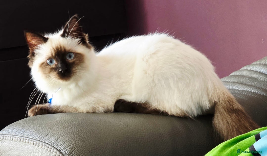 Ragdoll cats for sale: 1 boy/ 1 girl Ready to go - Image 13