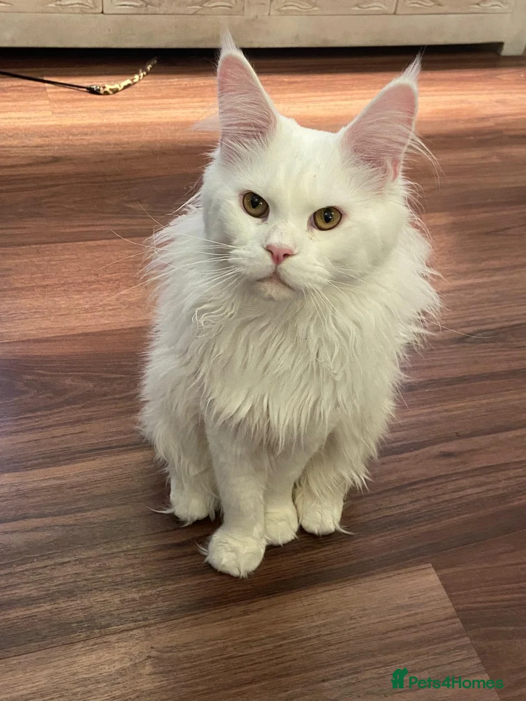 Maine Coon cats for sale: ✨ Stunning White Maine Coon Boy – 10 Months ✨ - Advert 2
