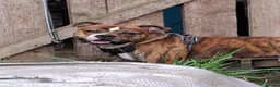 Mixed Breed dogs for sale: Wolfie in Coatbridge - Advert 2