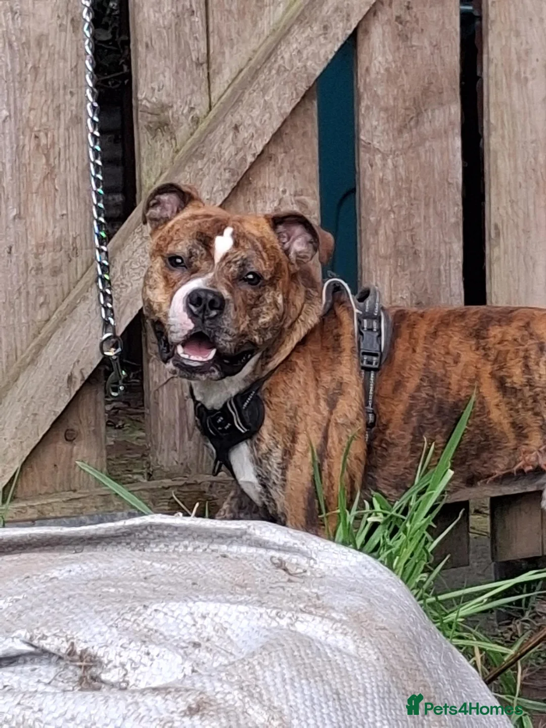 Mixed Breed dogs for sale: Wolfie in Coatbridge - Advert 2