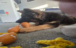 German Shepherd dogs for sale: 6 Month Old Millie  - Image 10