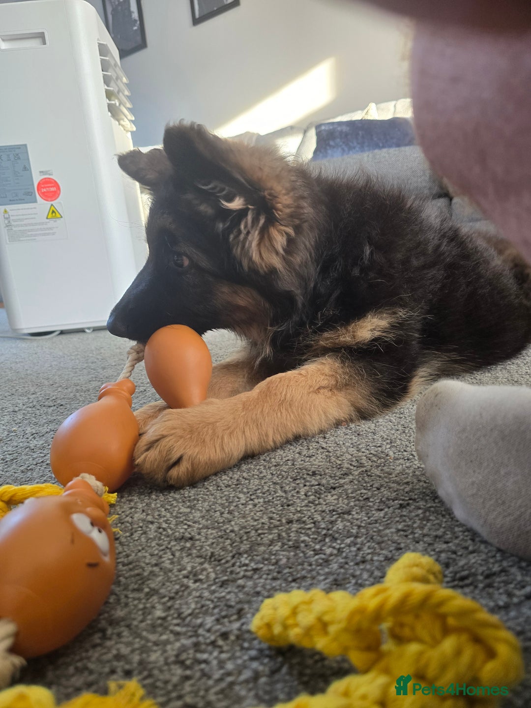 German Shepherd dogs for sale: 6 Month Old Millie  - Image 10