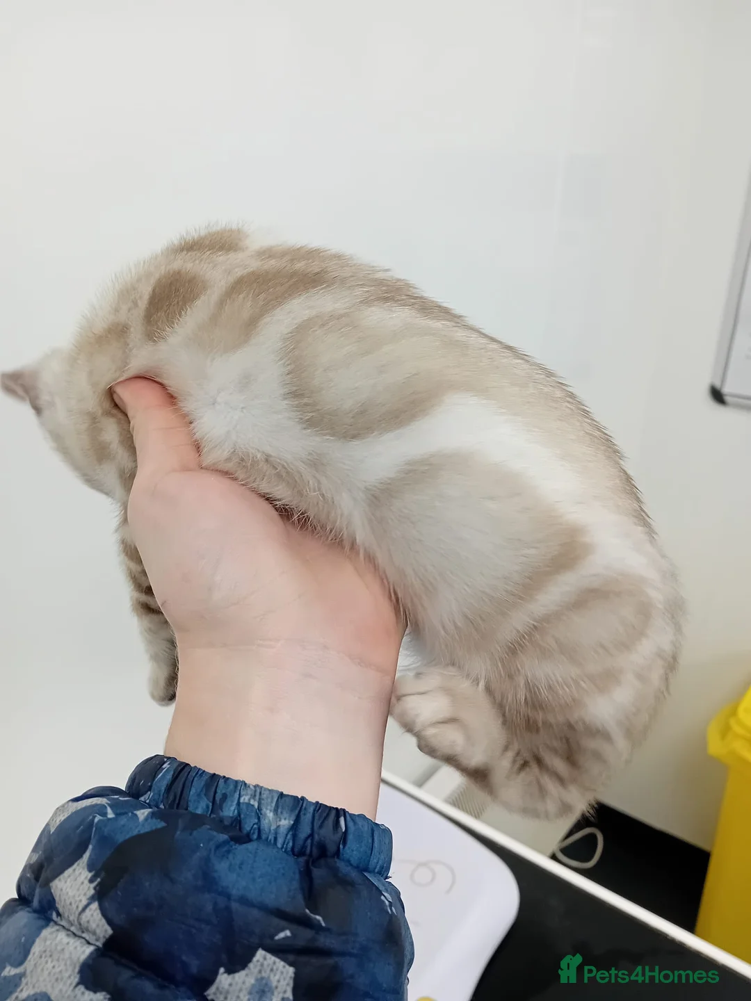 Bengal cats for stud: GANDALF Snow Mink Blue Carrier Russia Lines in Gateshead - Advert 8