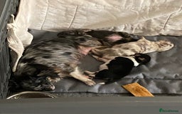 Chihuahua dogs for sale: Stunning long coat chihuahua puppies - Image 25