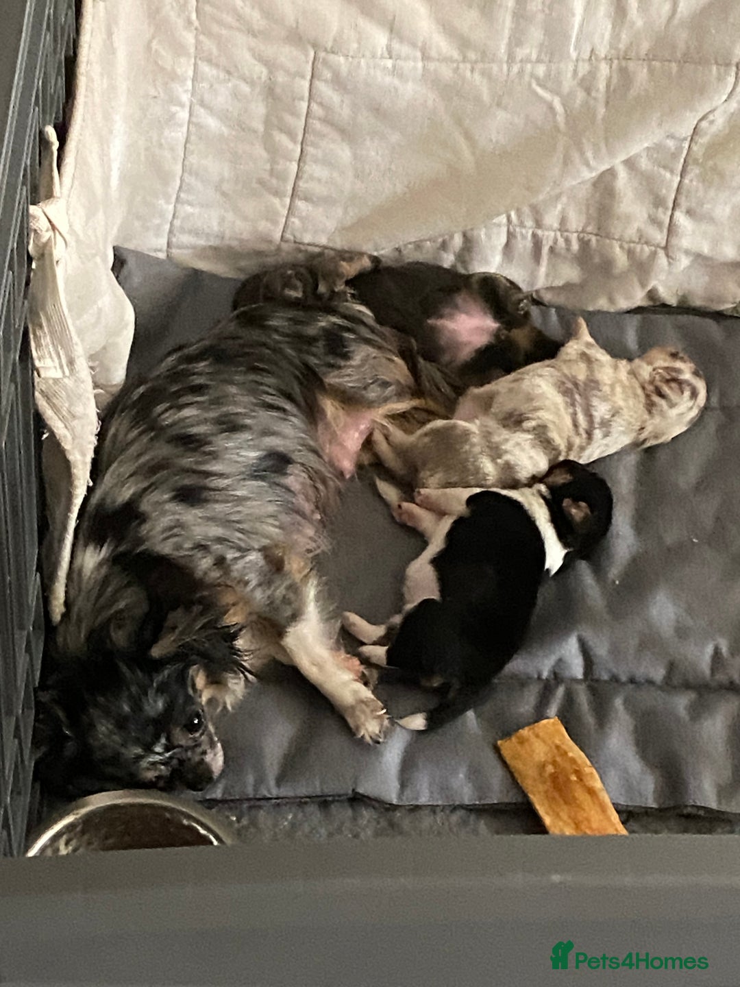 Chihuahua dogs for sale: Stunning long coat chihuahua puppies - Image 25