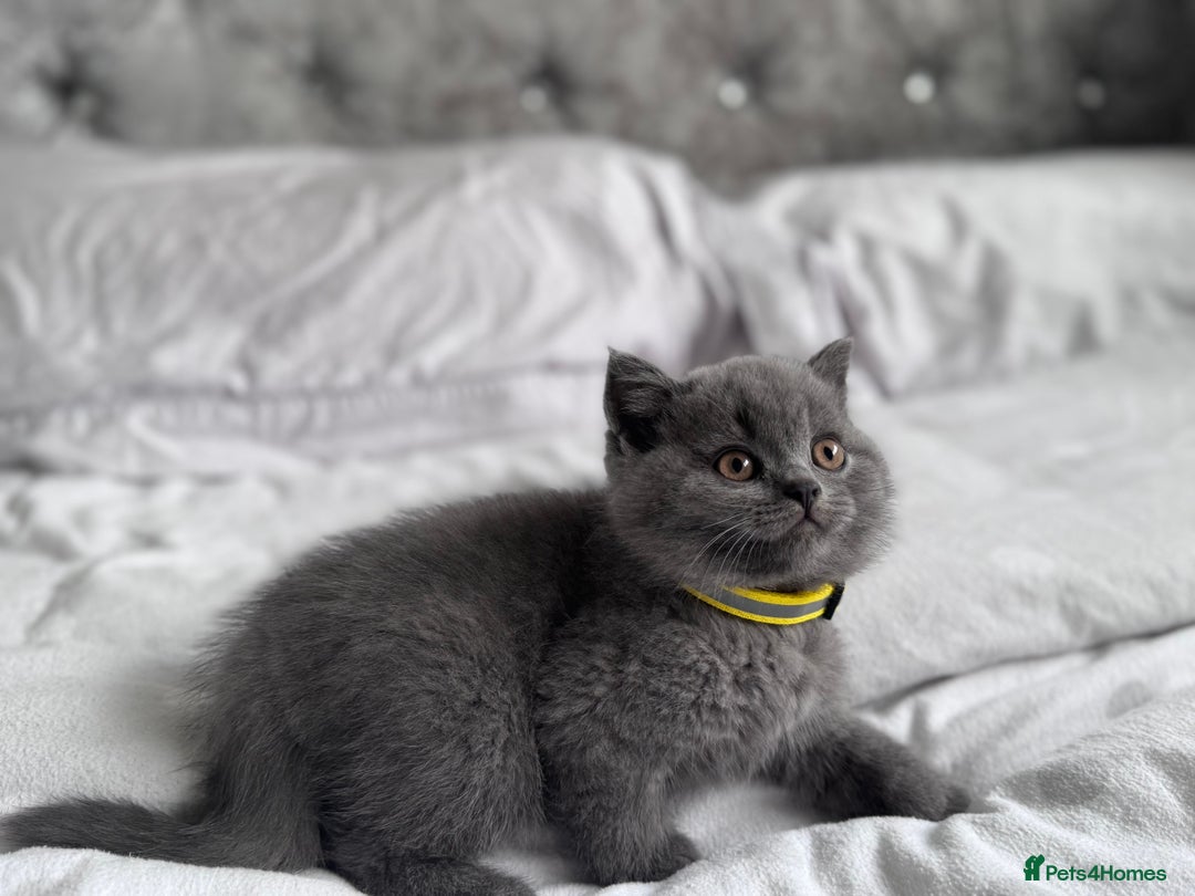 British Shorthair cats for sale: Gccf active Championship British Shorthair Female - Advert 10