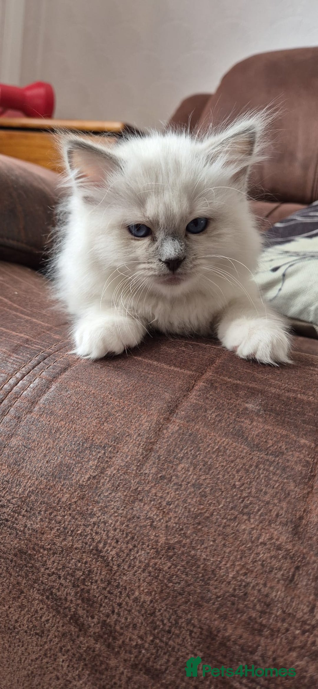 Ragdoll cats for sale: 1 female GCCF Pedigree Ragdoll kitten left - Image 31