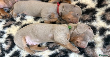 Miniature Dachshund dogs - Advert 2