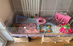 Guinea Pig rodents for sale: 3 female guinea pigs - Image 11