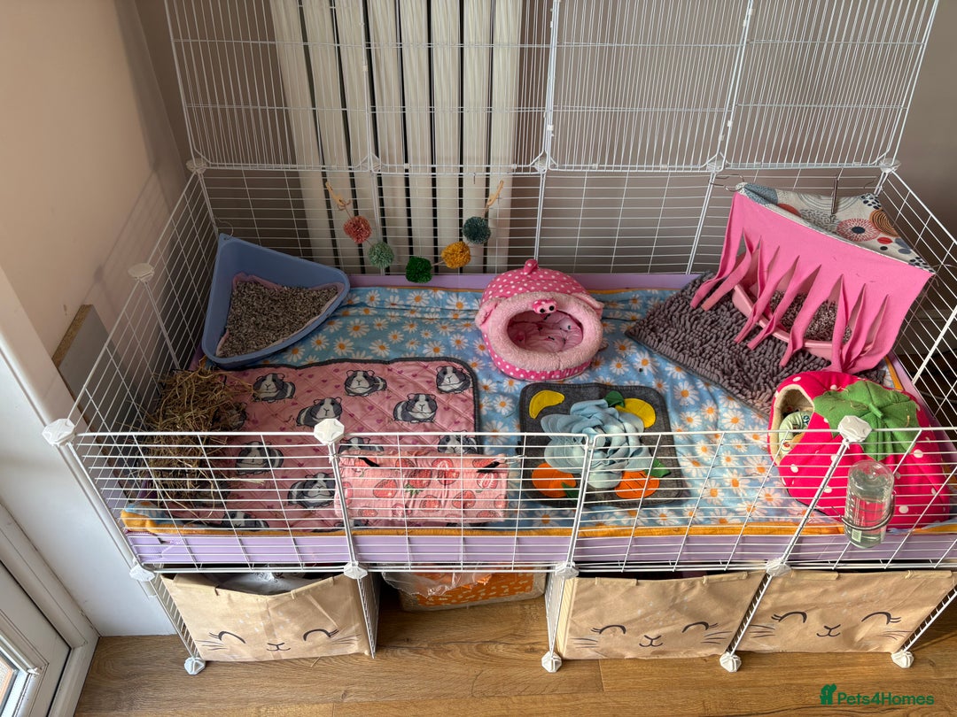 Guinea Pig rodents for sale: 3 female guinea pigs - Image 11