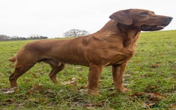 Labrador Retriever dogs for sale: Family/Working bred KC Labradors - Image 28