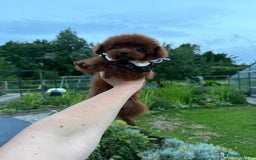 Toy Poodle dogs for sale: Asian teddy face toy poodles boys - Image 2