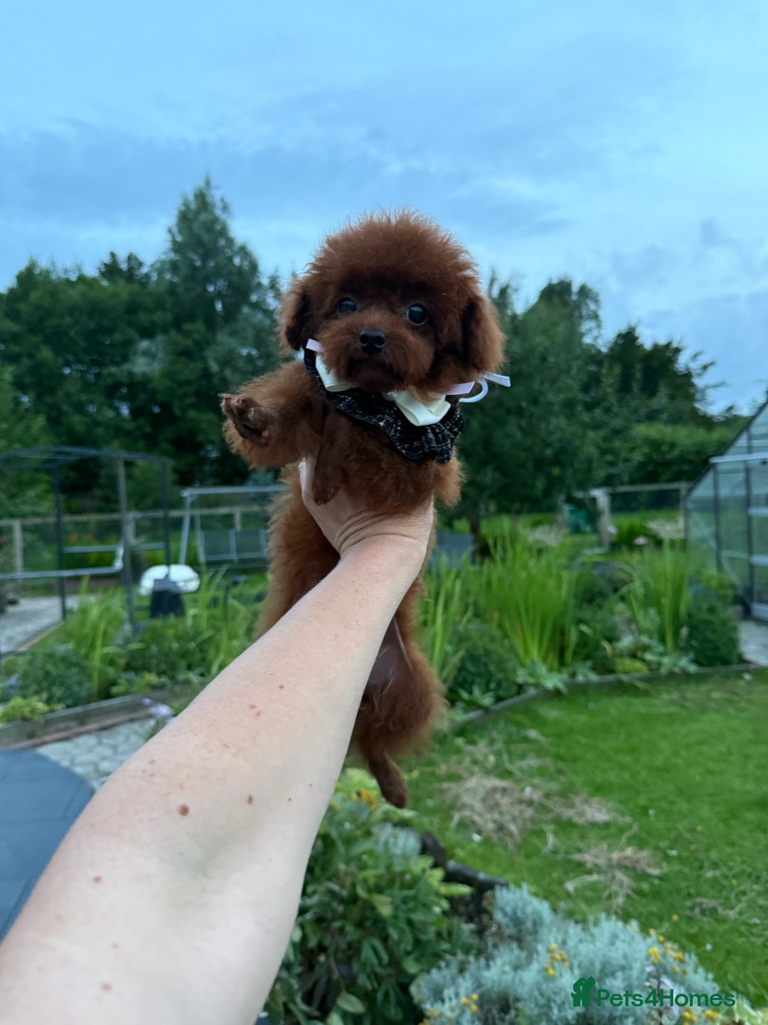 Toy Poodle dogs for sale: Asian teddy face toy poodles boys - Image 2