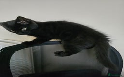 Domestic Shorthair cats for sale: Adorable black/brown kittens 13 weeks ready now - Image 8