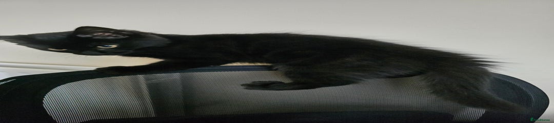 Semi long hair Kitten 1