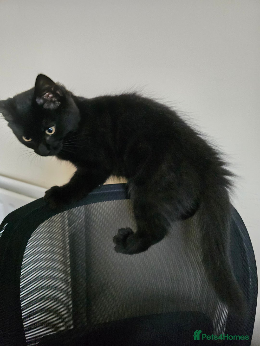 Domestic Shorthair cats for sale: Adorable black/brown kittens 13 weeks ready now - Image 8